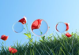 Flowers and reflections bloom on a sunny day.