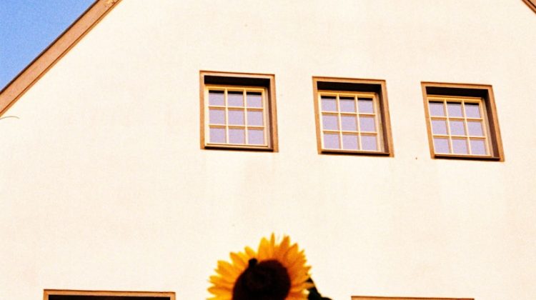 A sunflower blooms in front of a house.