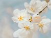 white cherry blossom in close up photography