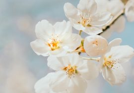 white cherry blossom in close up photography