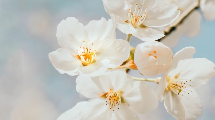 white cherry blossom in close up photography